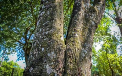Manfaat Tersembunyi Kayu Gaharu