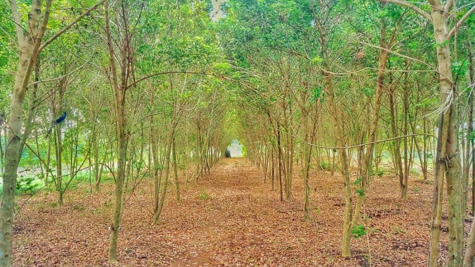 Mengenal Manfaat dan Karakteristik Kayu Cendana dari Nusa