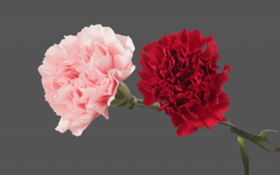 Manfaat Daun Anyelir Yang Jarang Diketahui