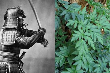 Daun Ashitaba, Rahasia Awet Muda Samurai Jepang
