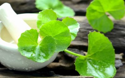 Mengenal Daun Pegagan, Si Makanan Otak Yang Kaya Manfaat