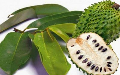 Siapa Sangka, Berikut Sejumlah Manfaat Dari Daun Sirsak Bagi Kesehatan