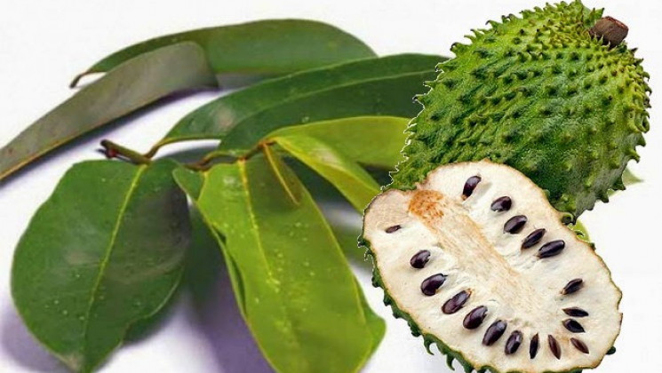 Siapa Sangka, Berikut Sejumlah Manfaat Dari Daun Sirsak Bagi Kesehatan