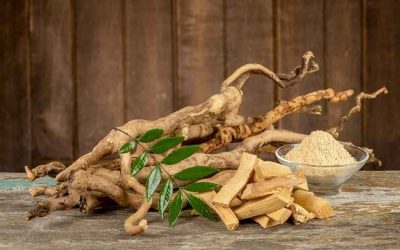 Tanaman Pasak Bumi dan Manfaatnya Bagi Kesehatan